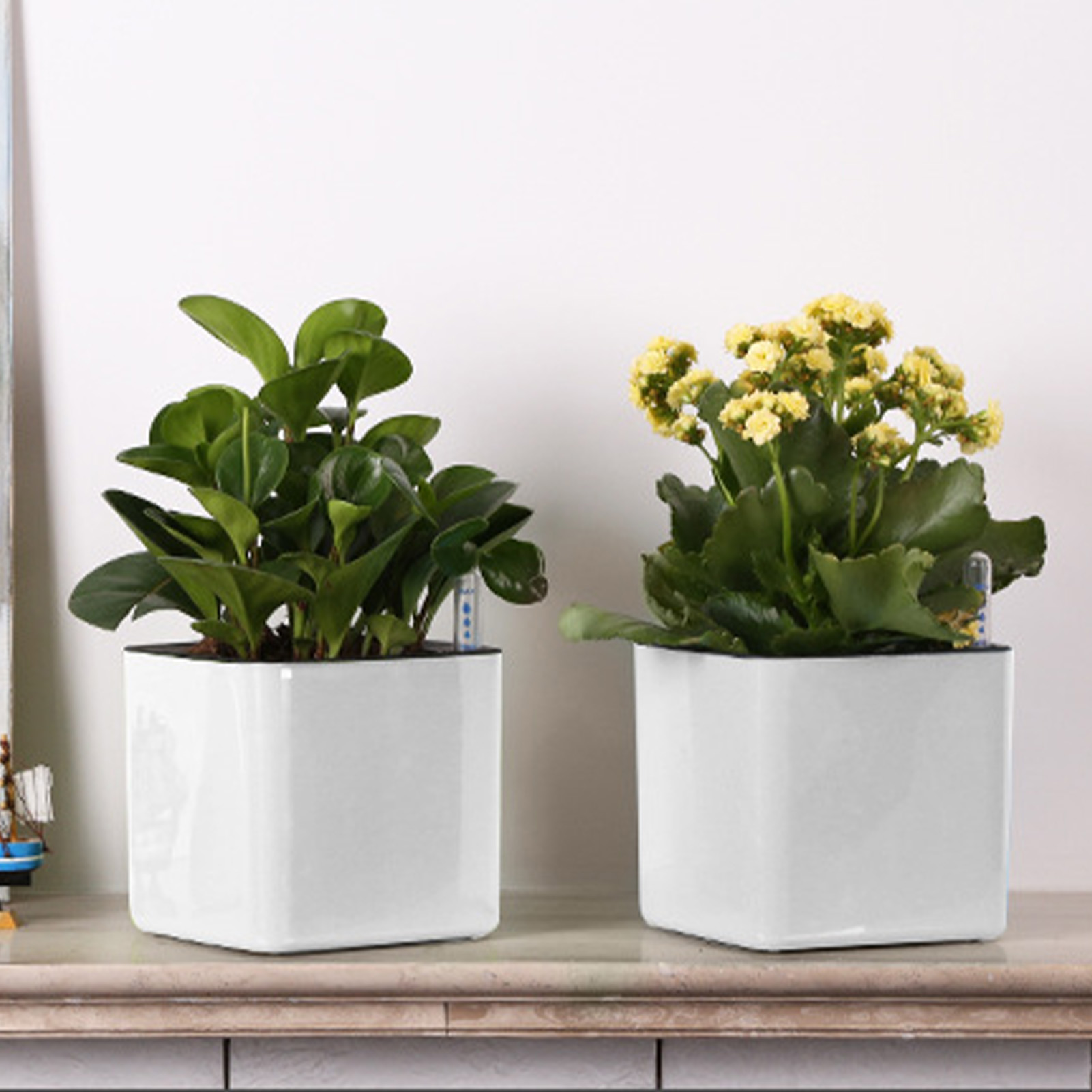 Self Watering Planter Self-wat - Aloe Vera Pot review and price