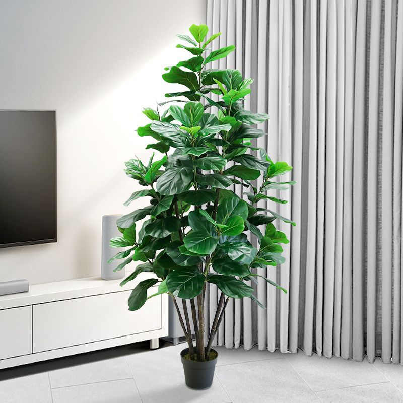 35-150cm Tropical Tree Large F - Ficus Lyrata Tree review and price