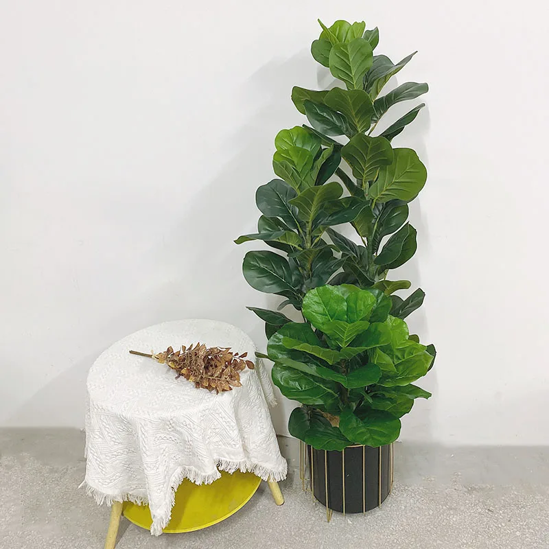35-150cm Tropical Tree Large F - Ficus Lyrata Tree review and price