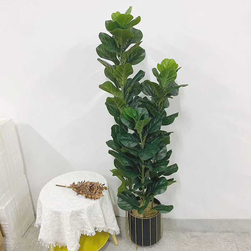 35-150cm Tropical Tree Large F - Ficus Lyrata Tree review and price